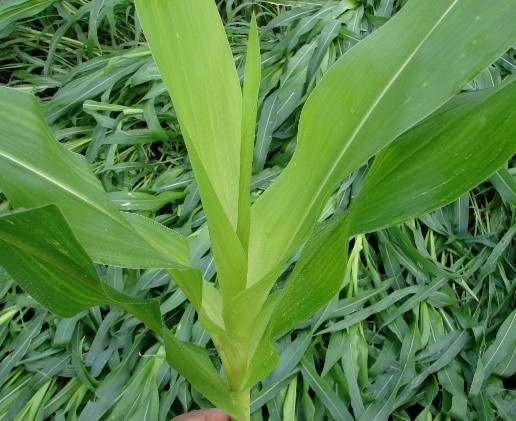 Nitrogen & Sulfur Deficiencies in Corn & Management Recommendations